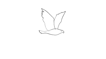 Flying Bird Pencil Animation